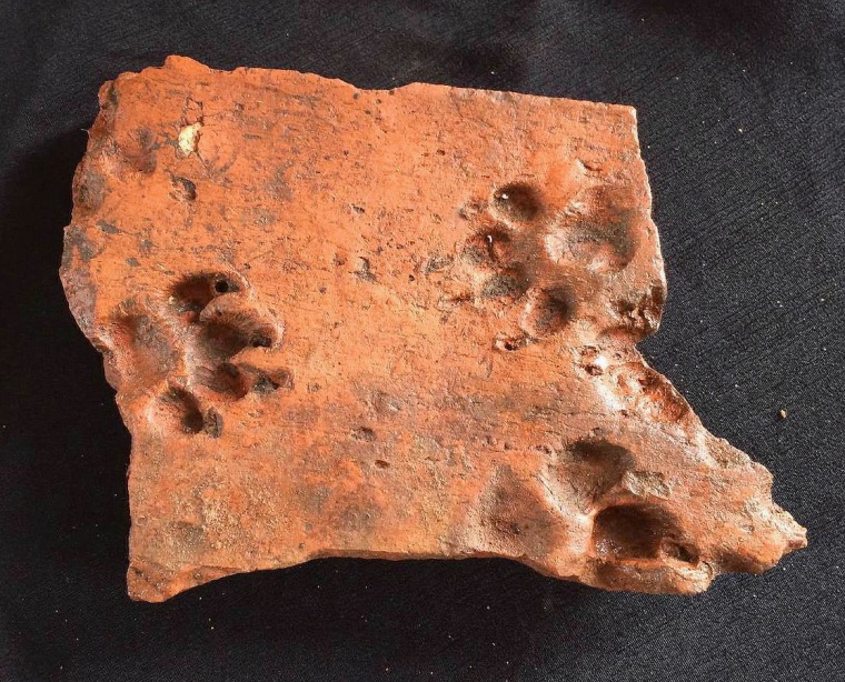 Image: A dog pushed its paws into this ancient Roman tile before it could dry.