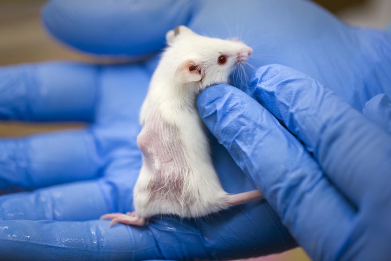 Image: Mouse growing a tumor that came from a human cancer patient