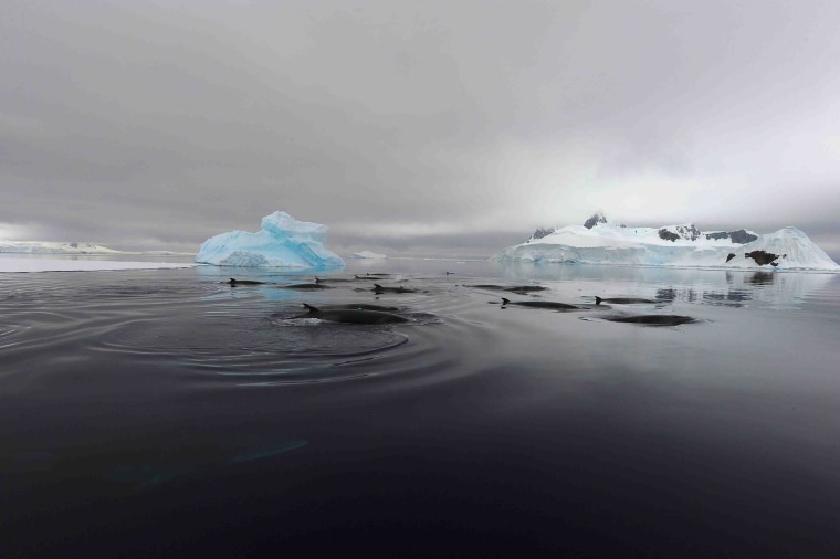 Image: Antarctic minke whales in Wilhelmina Bay, Antarctica