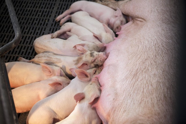 Image: Young piglets nurse on their mother sow in Iowa