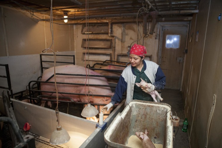 Image: A farm employee treats a piglet with an oral vaccine