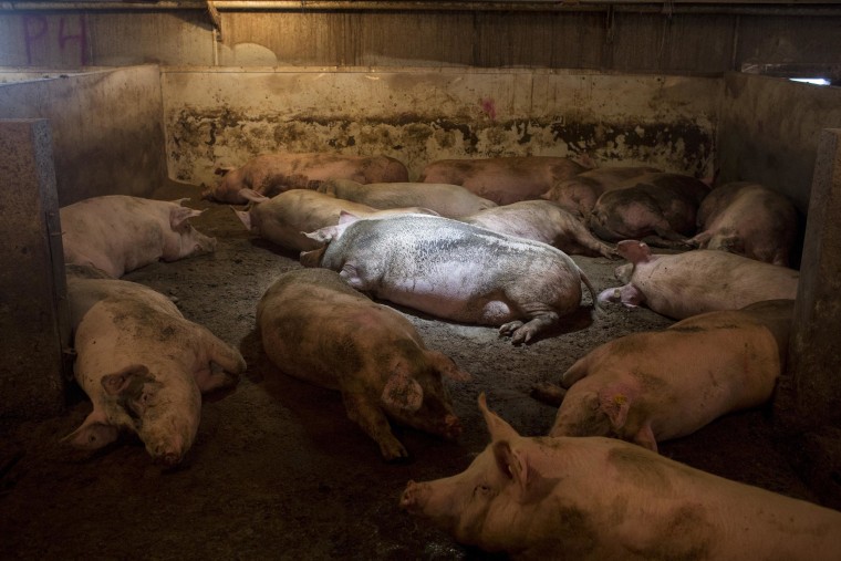 Image: Pigs sleep in their pen in Iowa