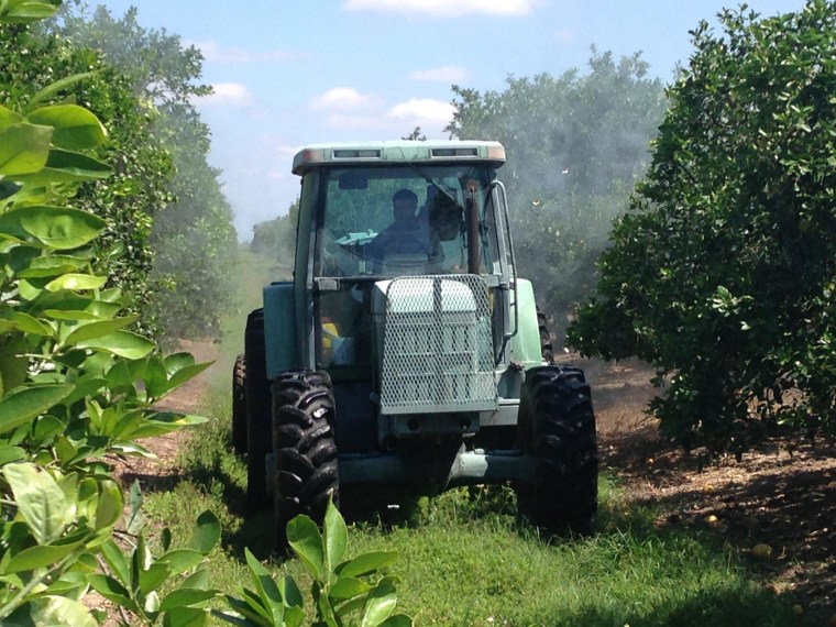 Citrus growers aggressively fight citrus greening by spraying fungicide in Fort Pierce, Fla.