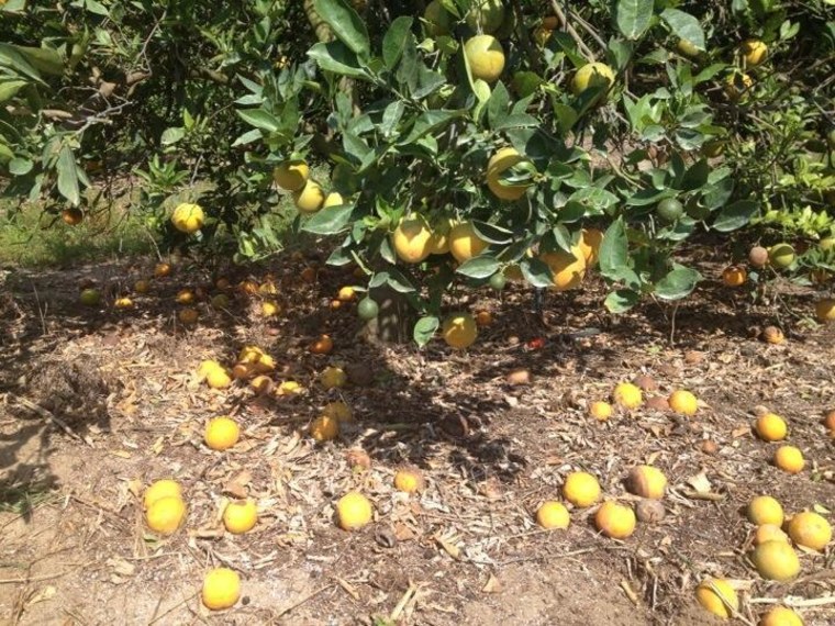 Oranges drop from trees infected with citrus greening disease. The fruit, unfit for market, is a big loss for growers.