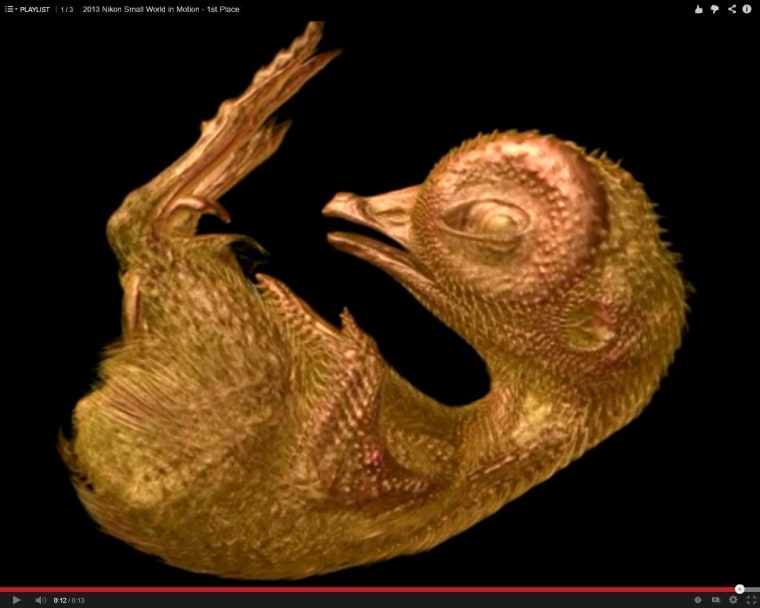 A 3-D reconstruction of a quail embryo inside its egg took top honors in Nikon's Small World in Motion Competition.