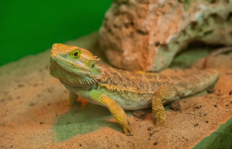 Image: A 'Bearded Dragon' reptile