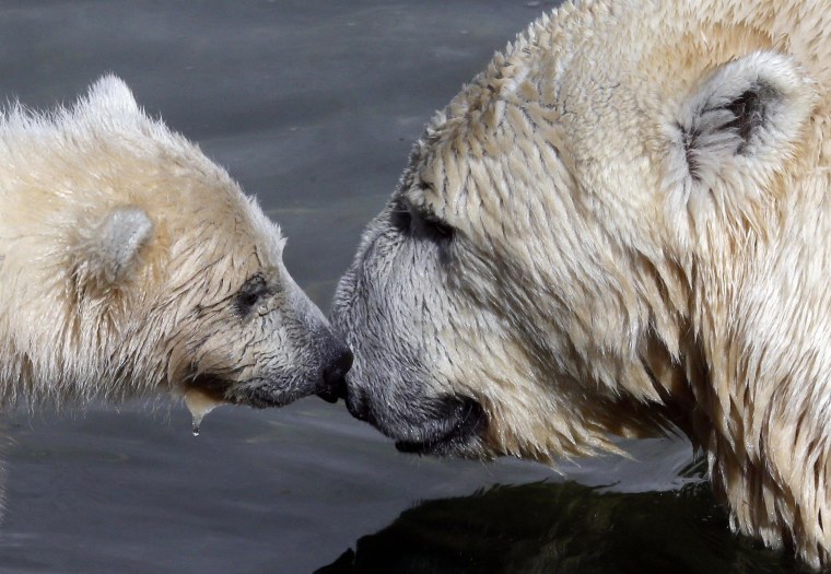 Image: A polar bear cub plays with its mother Uslada at the Leningrad Zoo in St. Petersburg