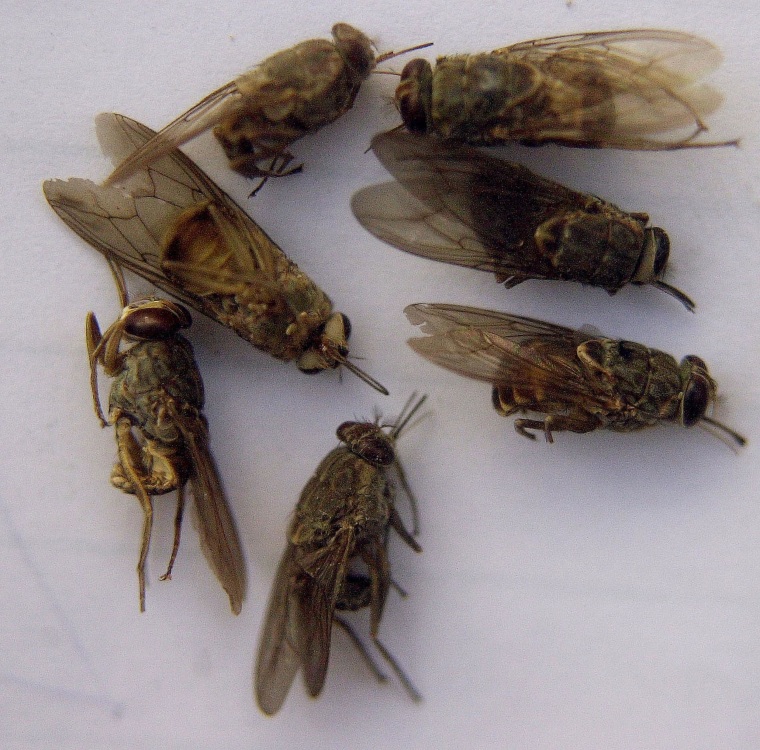Image: Testse flies