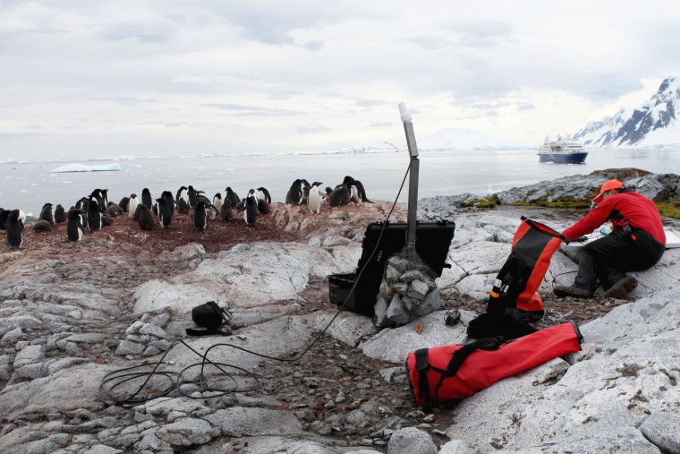 Penguins Antarctica