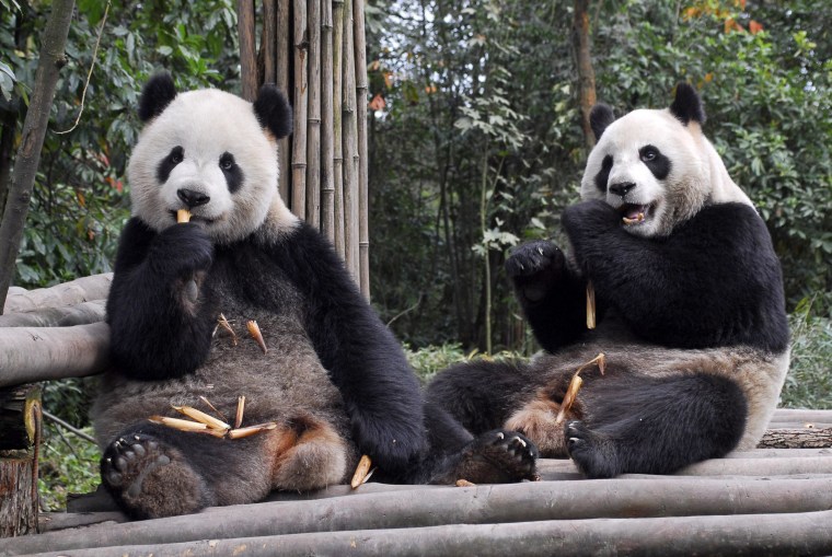 Image: Two giant pandas named "Tuantuan" and "Yuanyuan"