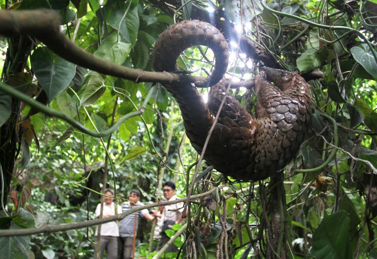 Image: A rescued pangolin is released in the fo