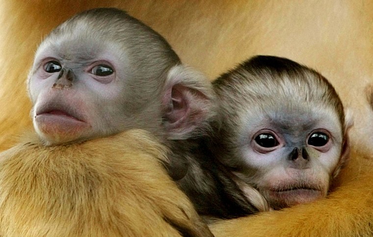A pair of twin baby golden monkeys are cuddled by their mother in Beijing Safari Park.