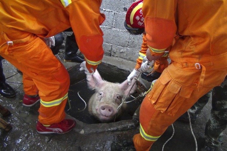 Image: Firefighters pull a pig as they try to rescue it from a well at a pig farm in Zhejiang province