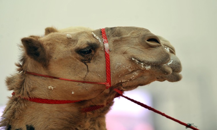 A new study shows camels are almost certainly the source of MERS.