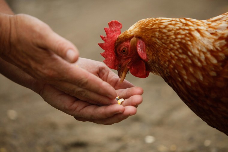 Image: Chicken eating from a person's hand