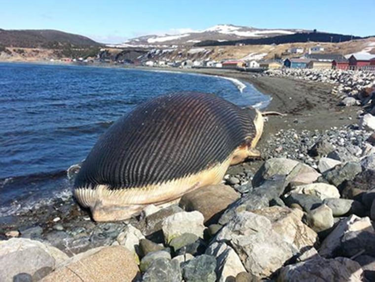 Image: A giant blue whale carcass washed ashore in Trout River, Newfoundland