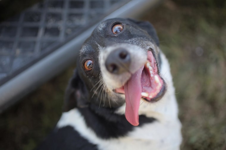 Image: Wade Lentz's dog Oreo, who turned up at Lentz's house in Vilonia, Ark., 36 hours after a tornado destroyed the place