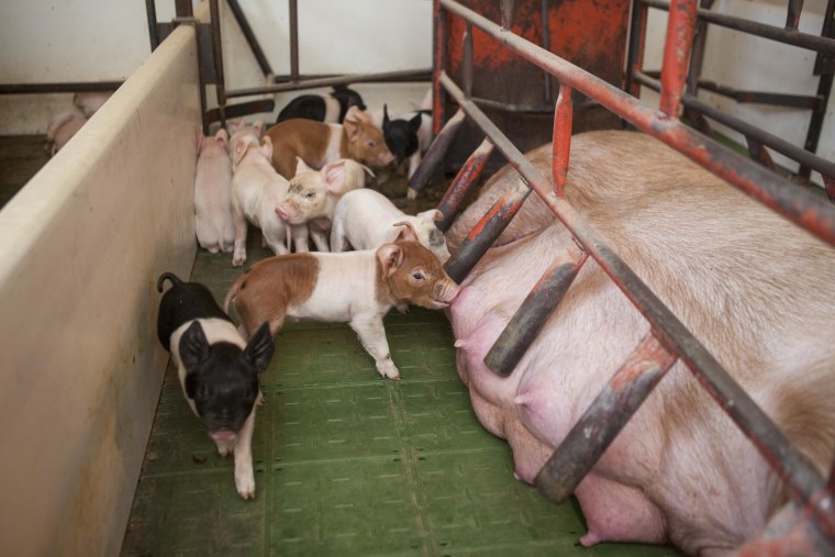 Young piglets in a farrowing crate with their mother sow on the Riverdale Ranch near Whittemore, Iowa.