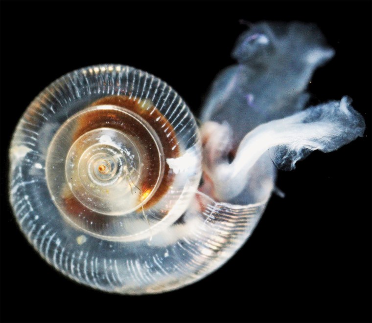 Image: A sea snail caught along the West Coast