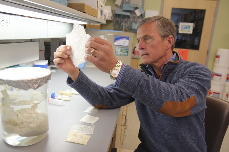 Image: Handout of Dr. Badylak holding a sheet of extracellular matrix or ECM, which is derived from pig bladder