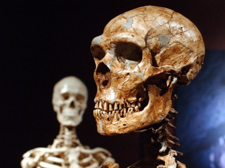 Image: A reconstructed Neanderthal skeleton, right, and a modern human version of a skelaton, left, are on display at the Museum of Natural History in N.Y.