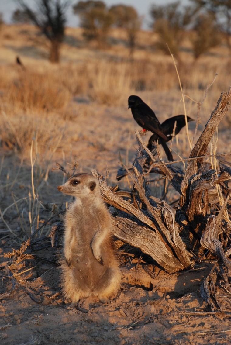 Image: Drongo and meerkat