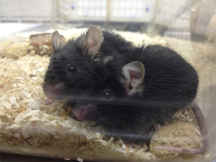 Image: Blood from young mice boosted the memory and muscles of old mice