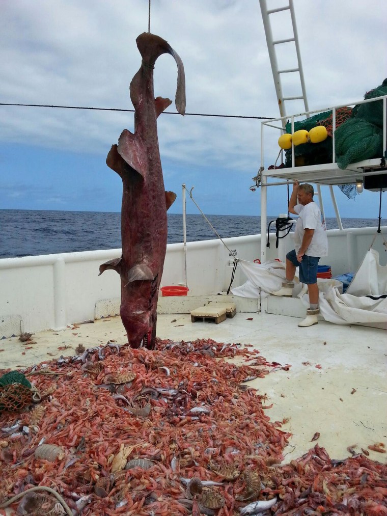 A rare Goblin Shark catch from a fisherman on April 19th in Key West, Fla.