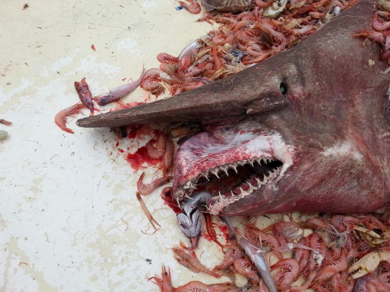 A rare Goblin Shark catch from a fisherman on April 19th in Key West, Fla.