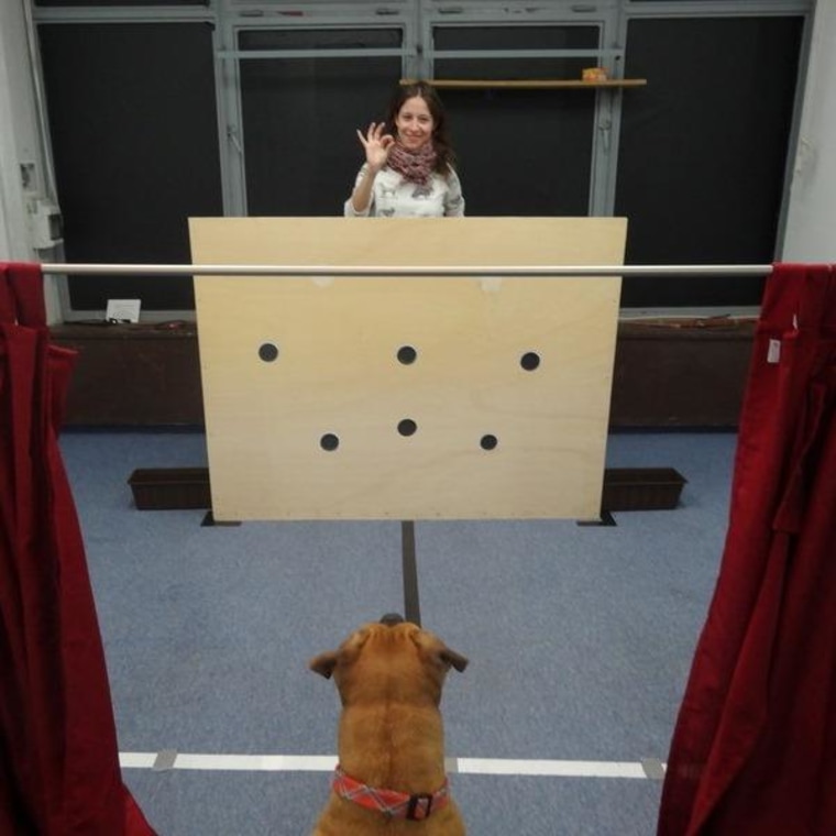 Image: Dog experiment