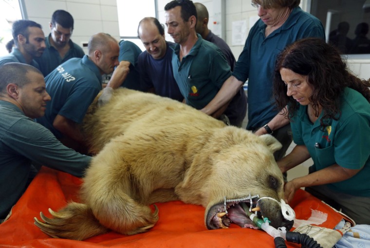 Image: Zoo staff prepare Mango, a 19-year-old Syrian brown bear, for his surgery at the Ramat Gan Safari near Tel Aviv