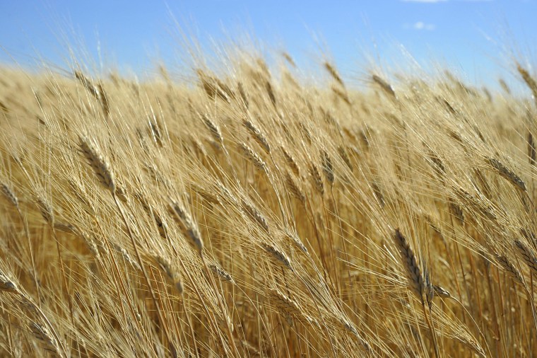 Image: Wheat ready for harvest on Sept. 29, 2010 near Tioga, North Dakota