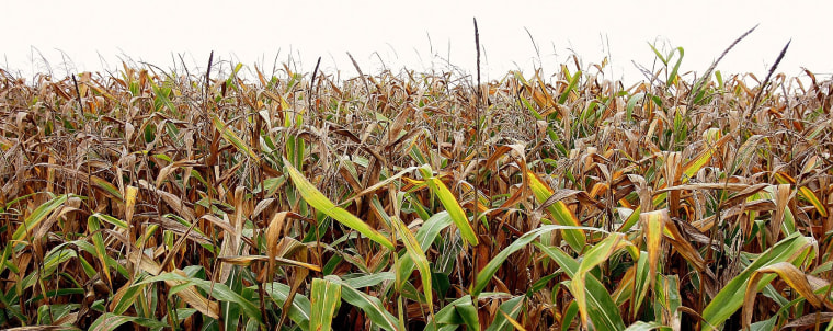 A new reports finds higher levels of carbon dioxide might hurt zinc and iron content of crops like corn.