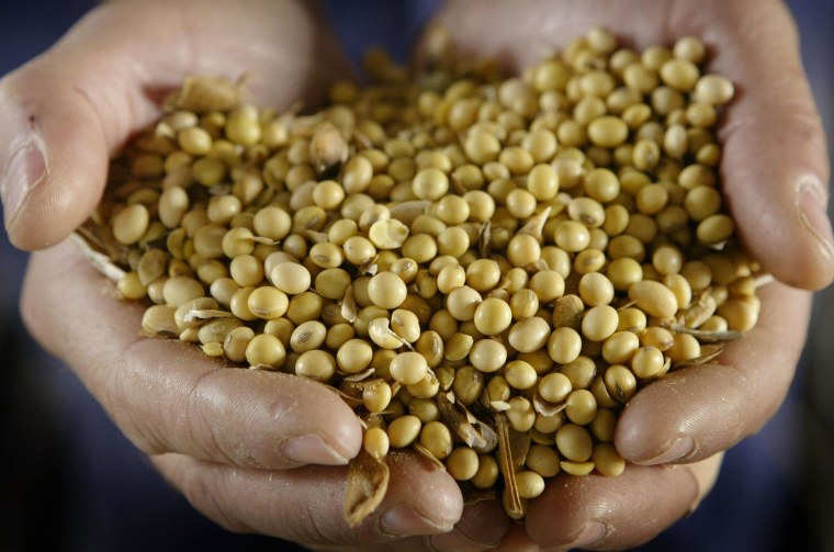 Image: A man displays a handful of GMO (genetically modified organism) Roundup Ready soybeans.