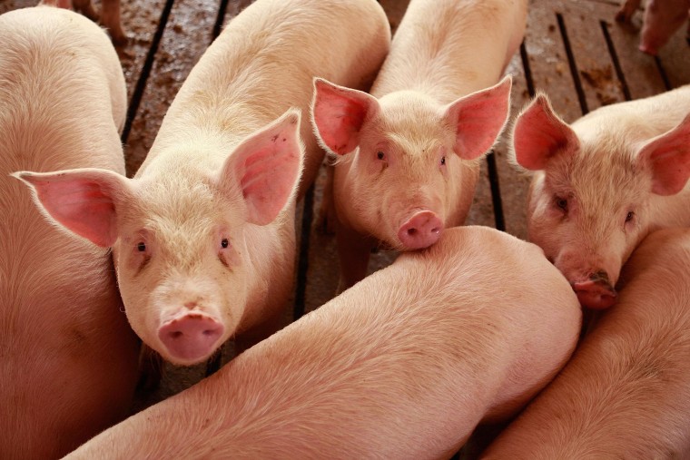 Image: Hogs are raised on the farm on April 28, 2009 in Elma, Iowa