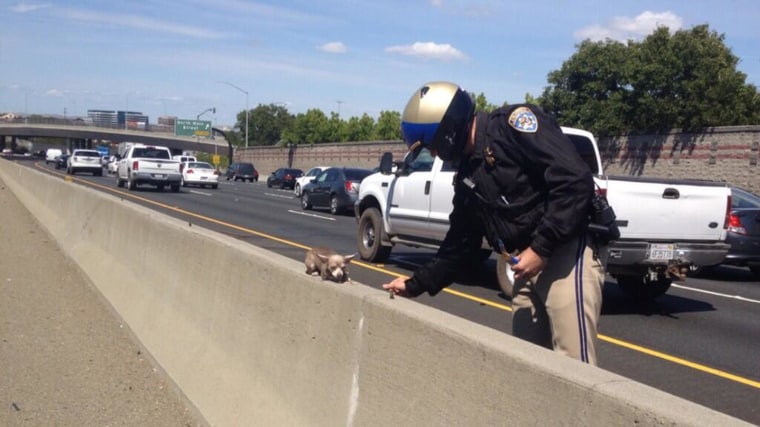 Image: A California Highway Patrol Officer tries to help a dog off a busy highway.