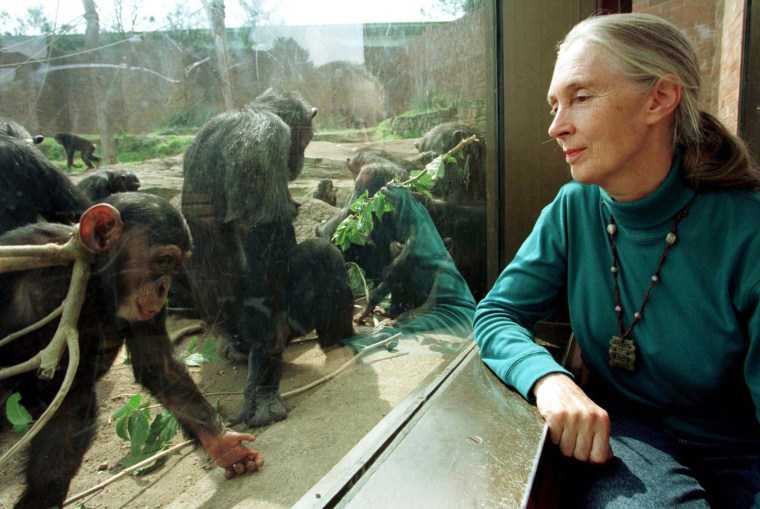 Image: Jane Goodall, chimpanzee researcher and naturalist, observes through glass some of Taronga Zoo's 25 member chimpanzee colony in Sydney on Aug. 31