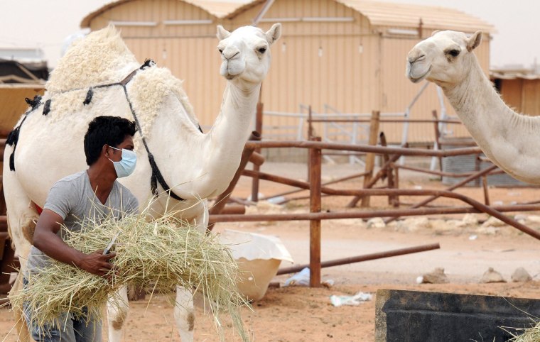 Camels have been identified as a source of MERS