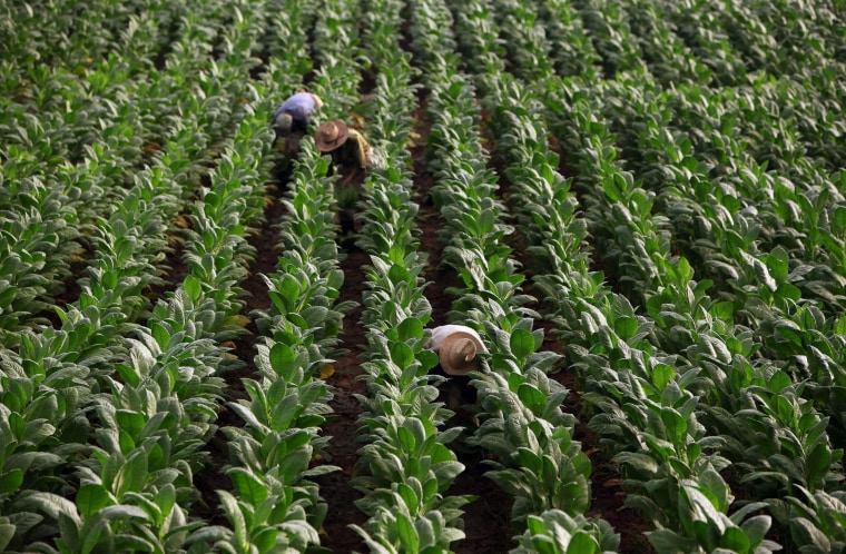 Some U.S. tobacco farms are employing children as young as seven years old, a Human Rights Watch report says.