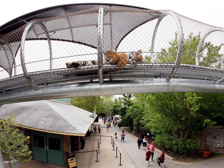 Image: An Amur Tiger lies down to relax in the Big Cat Crossing, a mesh-engineered passageway that crosses over the main visitor path inside the Philadelphia Zoo in Philadelphia, Pennsylvania.
