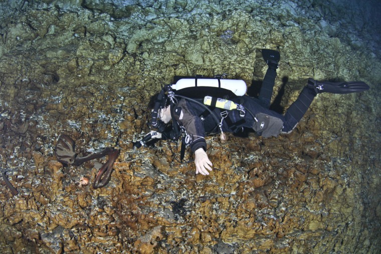 Image: A diver inspecting a forelimb of an extinct Shasta ground sloth