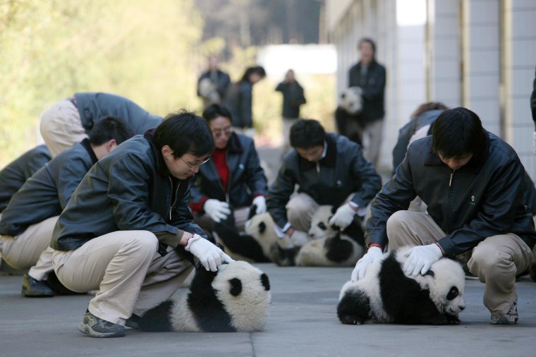 Giant Panda Cubs Move Into Nursery Playground