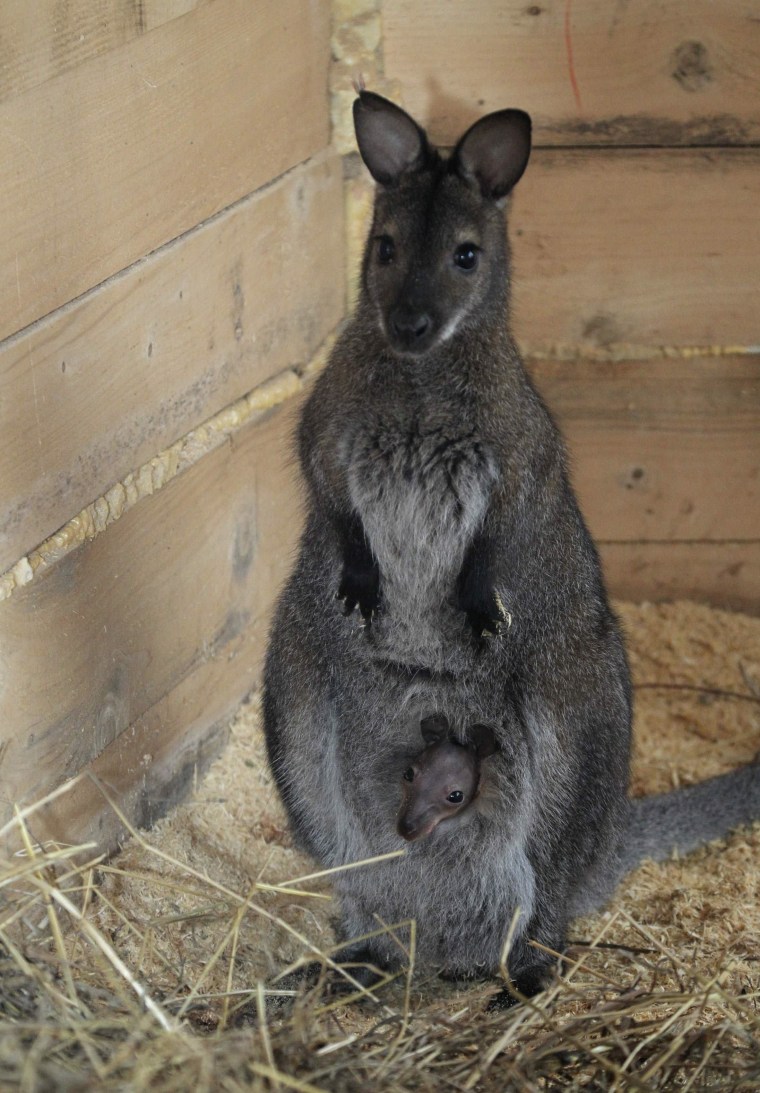 Australia Gives Hundreds of Kangaroos Birth Control in Annual Cull