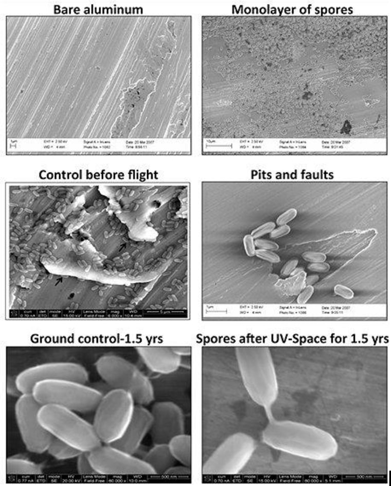 Image: Electron micrographs of Bacillus pumilus SAFR-032 spores on aluminum before and after exposure to space conditions.