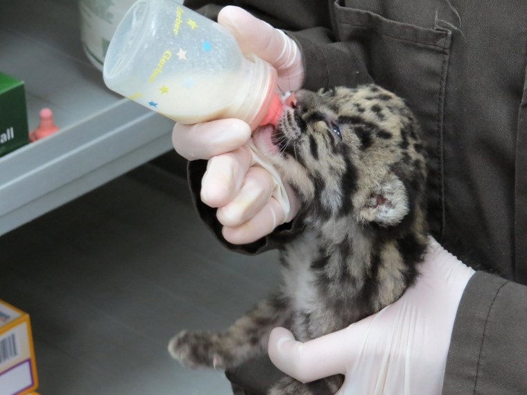 Image: The Denver Zoo welcomed an unnamed baby clouded leopard cub.