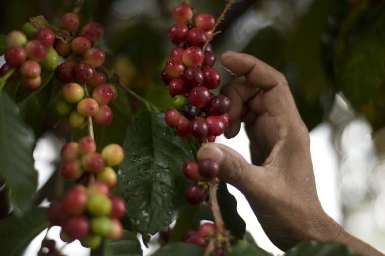 Image: A woman collects coffee beans at San Victor farm in Los Verdes village