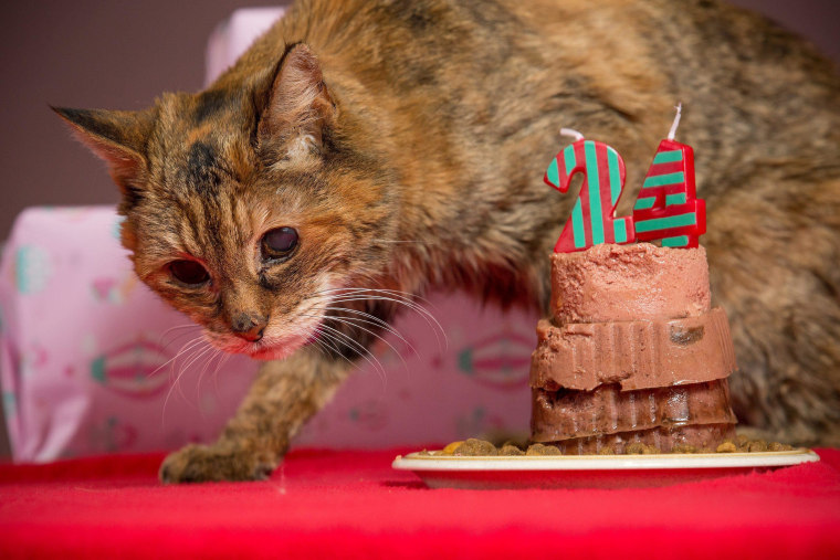 A 24-year-old cat named Poppy has been awarded the world’s oldest cat crown.