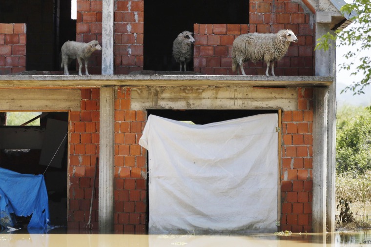 Image: Sheep are seen on the terrace of a flooded house in Obrenovac