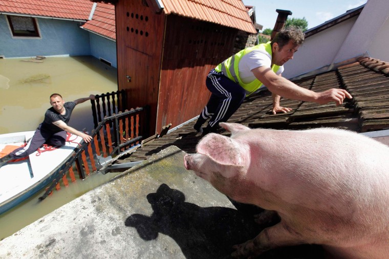 Image: A man climbs on the roof of a house to feed pigs they rescued during heavy floods in the village of Vojskova