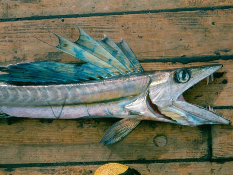 Image: Lancetfish